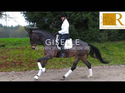 SOLD!! Dressurpferd - 2012 KWPN Stute von Carlton Hill, Stm. ca. 1,69, Dressurpferde L - Giselle