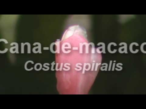 Xamã Cientista - Tratando a memória com essência floral de cana-de-macaco.