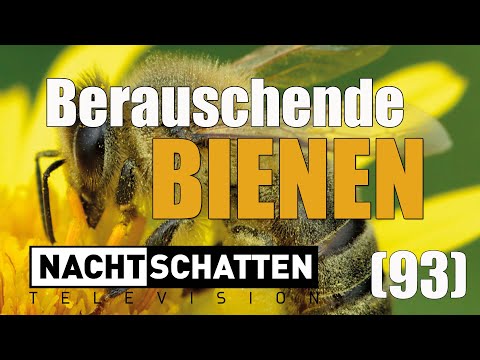 Berauschende Bienen & Antaris | Nachtschatten Television (93)