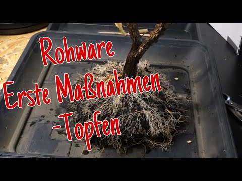 Korkleistenbaum, Götterbaum und Chinesischer Blauregen `Wisteria` auf ihrem Weg zum Bonsai 2023/11