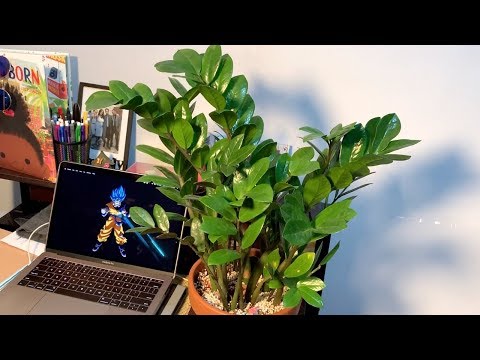 download lagu mp3 mp4 Zz Plant Watering Schedule, download lagu Zz Plant Watering Schedule gratis, unduh video klip Zz Plant Watering Schedule