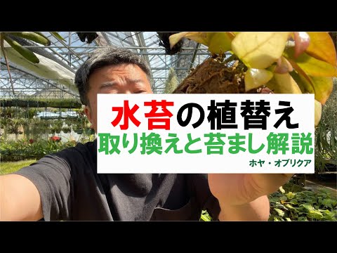 自宅で苔を育てる方法 屋内屋外で育てる 光の湿度のバランスを整える