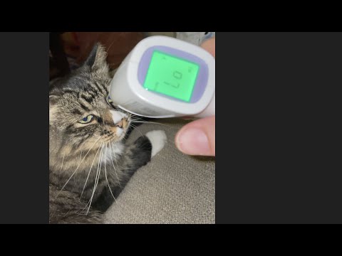 Giving Mona a cat temperature check