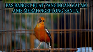 Download lagu PAS BANGET BUAT PANCINGAN MALAM, ANIS MERAH NGEPLONG SANTAI mp3 Download lagu PAS BANGET BUAT PANCINGAN MALAM, ANIS MERAH NGEPLONG SANTAI mp3