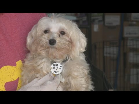 Dog disease contagious to humans found in Iowa