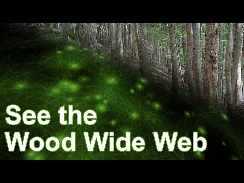 The Wood Wide Web - Trees Really Do Talk! #woodwideweb #fungi #ecology