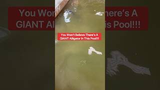 Download lagu You Won’t Believe There’s A GIANT Alligator In This Pool!!!😱🐊#shorts #alligator mp3