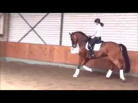 By Sir Donnerhall   International Equestrian Services