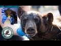 BLACK BEAR Rehabilitation Start To Finish