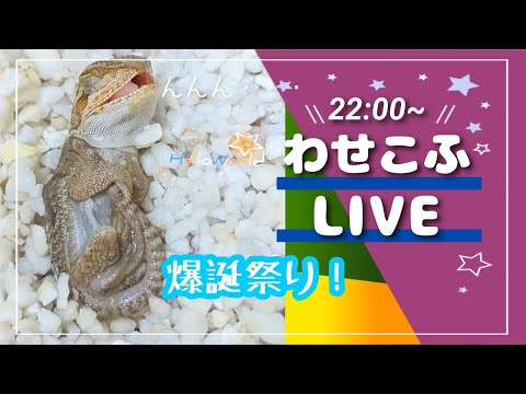 わせこふLIVE＃104　産まれました！！！