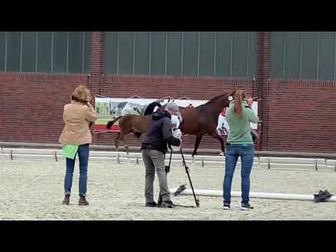 Zuperman - Damon Hill Hengstfohlen