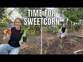 PLANTING OUT SWEETCORN / ALLOTMENT GARDENING FOR BEGINNERS