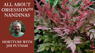 All About Obsession™ Nandinas In 2 Minutes