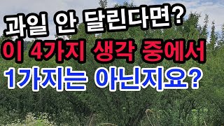 과일 잘 안 열린다면 이 4가지 생각 중에서 1가지를 갖고 있는 건 아닌지요? 텃밭과수 가꾸기, 과일 열매달…