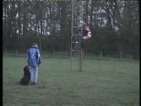 Redbull Rottweiler with Ismael De Vos