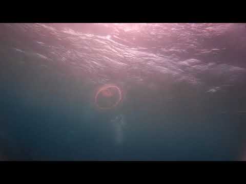 Medusa Luna (Aurelia aurita)/Moon Jelly