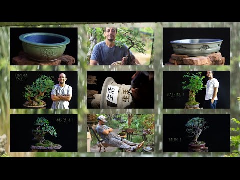 Retrospectiva na Carving Bonsai