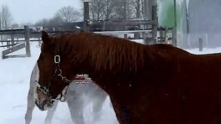 preview picture of video 'unser Pferde im Schnee.'