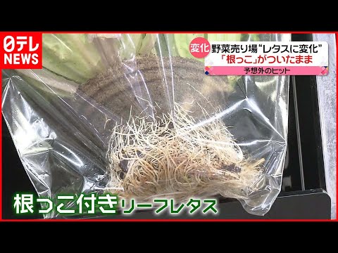 子羊のレタス 植物