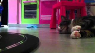 Cat watches Scalextric Slot Car Race