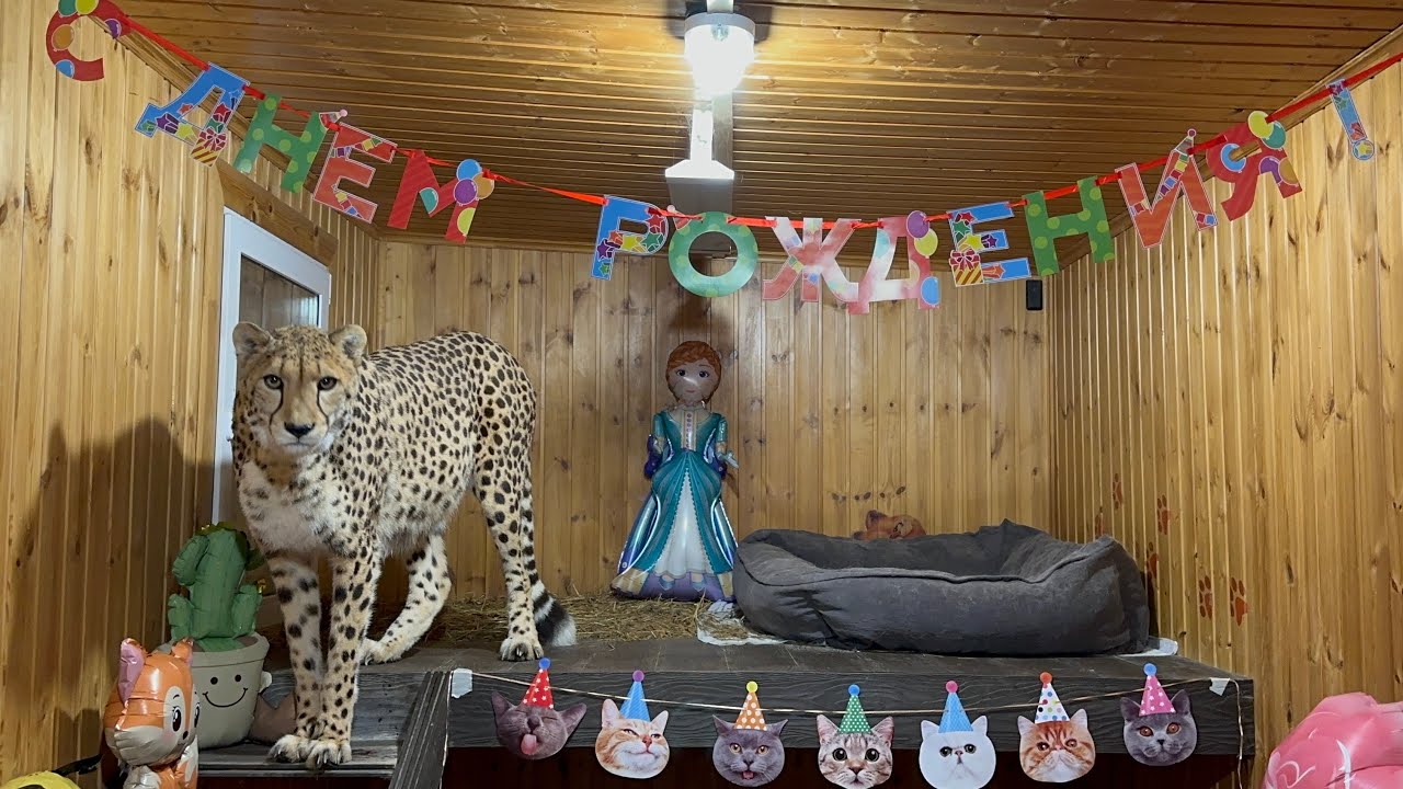 С днём рождения, гепардик Герда! 🎉