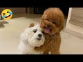Best Funny Animal Videos 2025 Try Not To Laugh
