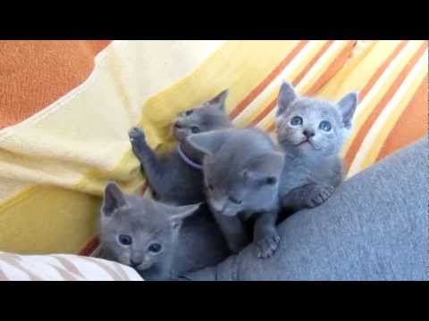 Russian  Blue kittens