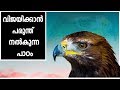 Motivational Story Of Eagle Malayalam Eagle Rebirth Malayalam Affirmation Tips For Success