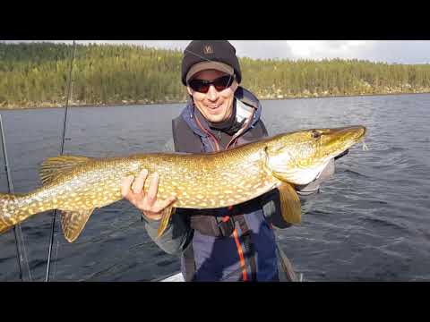 Perch jigging in Lake Korttajärvi