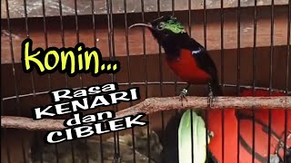 Download lagu Kolibri ninja ( Konin ) isian kenari dan ciblek, mp3