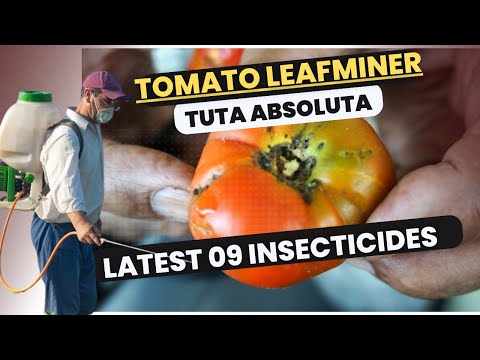 Effective Control of Tomato Leafminer (Tuta absoluta) | Latest Insecticides & Management Strategies
