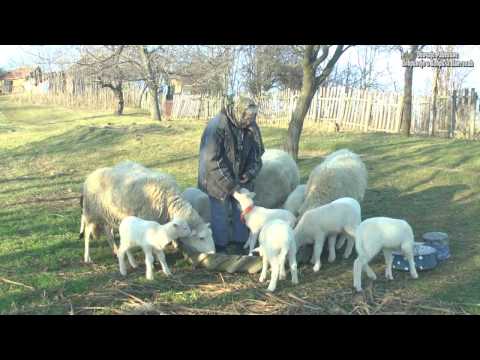 Razgovori pokraj puta Slobodan i Dobrila Alimpic - Obicaji Radjevine - Dobrivoje i Dobrila Pantelic