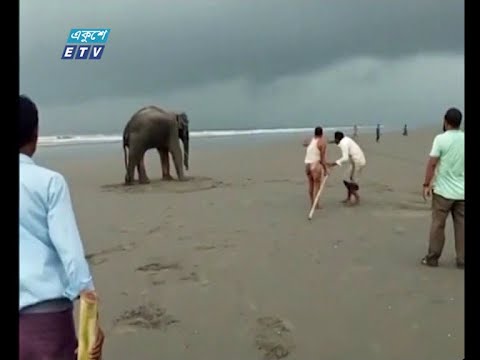নাফনদীতে নেমে আসা দু’টি হাতি তিনদিন পর বনে ফিরে গেছে