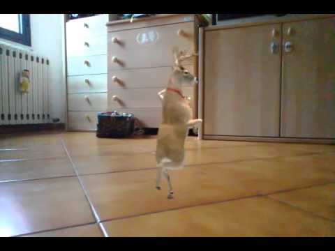 Jast dance con le renne