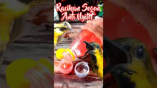 Download lagu racikan sogon anti nyilet #sogon #sogokotong #sogokontonggacor mp3