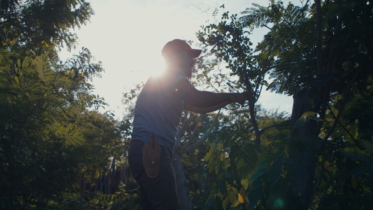 Seeds of Caatinga