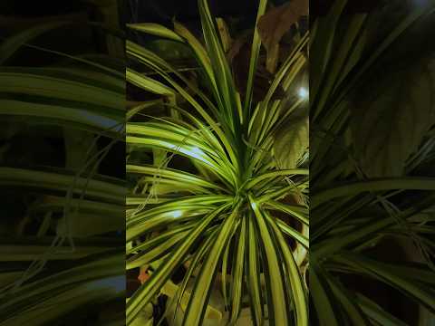 Monstera deliciosa | Spider plant | neon pothos | so beautiful so elegant just looking like a wow