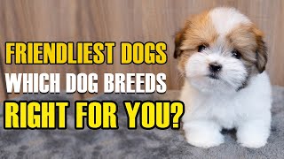 Top 10 Friendliest Dog Breeds and Which Dog breeds Right for You [New Dogs Added]