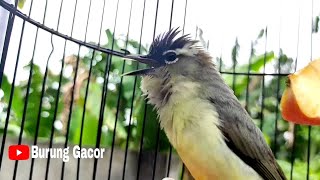 Download lagu Prenjak daun NTB Gacor Bikin Cepat Respon Opior Jambul Anda Pasti Cepat Nyaut mp3 Download lagu Prenjak daun NTB Gacor Bikin Cepat Respon Opior Jambul Anda Pasti Cepat Nyaut mp3