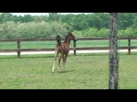 Pivangoo Scah (Van Gogh AM  x  Pyrea) 2014 bay colt