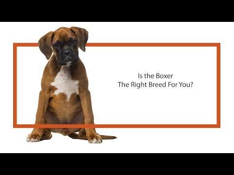 Boxer Breed Video