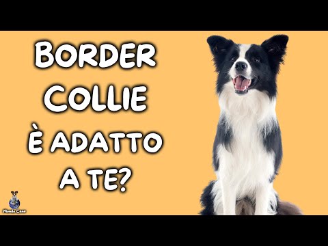 , title : 'Border Collie: Cosa Sapere'