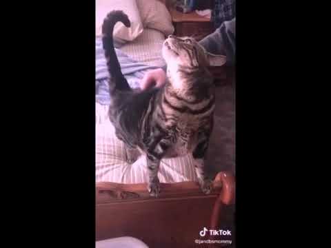 Crazy Cats very funny tiktok video
