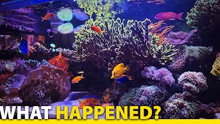 135g & 17g Macroalgae Reef Tank Updates!!