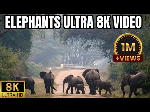 Elephants Animals Collection in 8K TV HDR 60FPS ULTRA HD