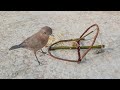How To Make A Bird Trap Out Of Sticks Works 100% - Simple Bird Trap 🐦