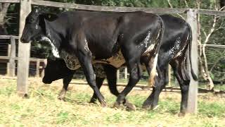Vídeo 10 - 3º LEILÃO ANUAL SÍTIO UNIÃO | GADO HOLANDÊS HVB E HPB GC1 A GC6