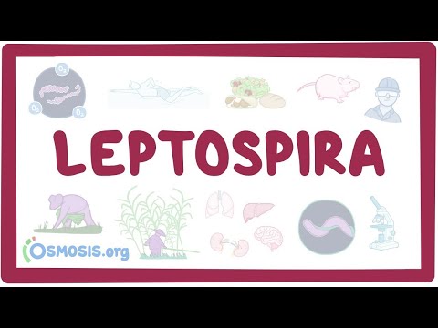 Leptospira - an Osmosis Preview
