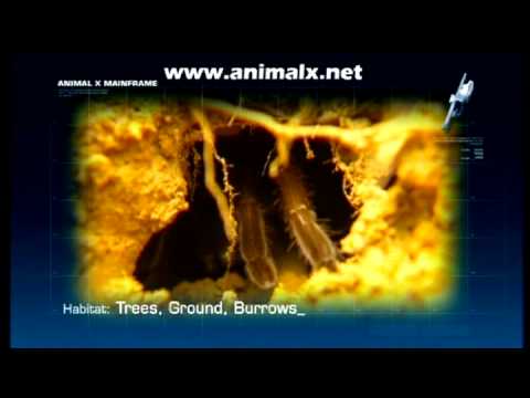 Part 7 Animal Super Powers - Animal X Natural Mystery Unit | Storyteller Media