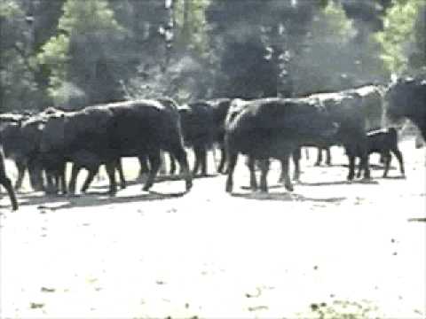 LALOR S.A. - Cabaña El Respiro